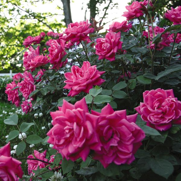 Pink Double Knock Out&reg; Rose