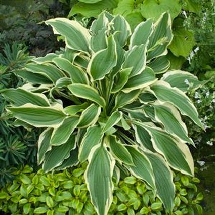 Tropical Dancer Hosta