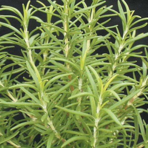BBQ Rosemary - Nature Hills Nursery - Quart Container - 