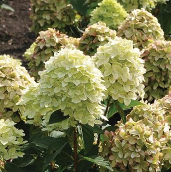 Magical Candle Panicle Hydrangea