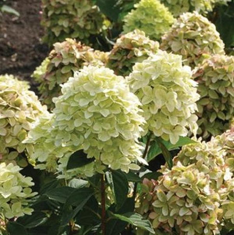 Magical Candle Panicle Hydrangea