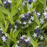 Blue Ice Amsonia