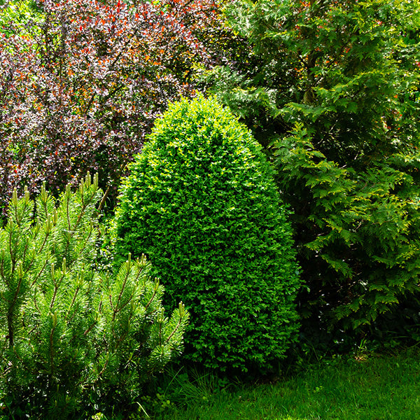 Rotundifolia Boxwood | Buy Now At NatureHills.com! – Nature Hills Nursery