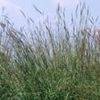 Big Bluestem Grass