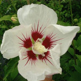 Red Heart Rose of Sharon Shrub