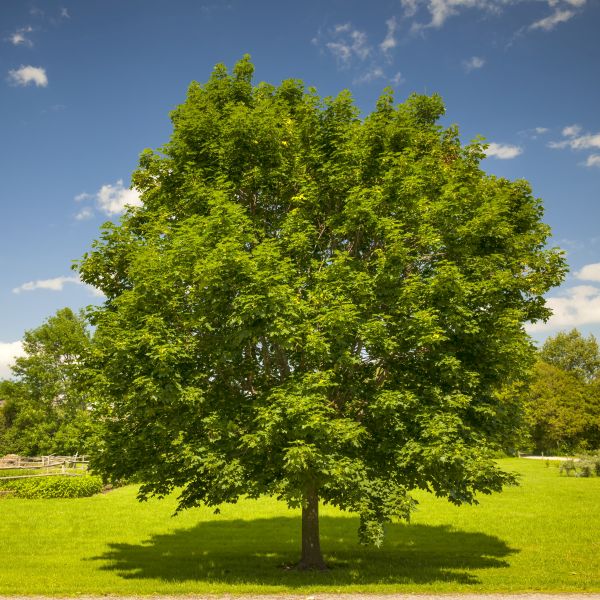 Buy a Stunning Maple Tree Today | Nature Hills Nursery