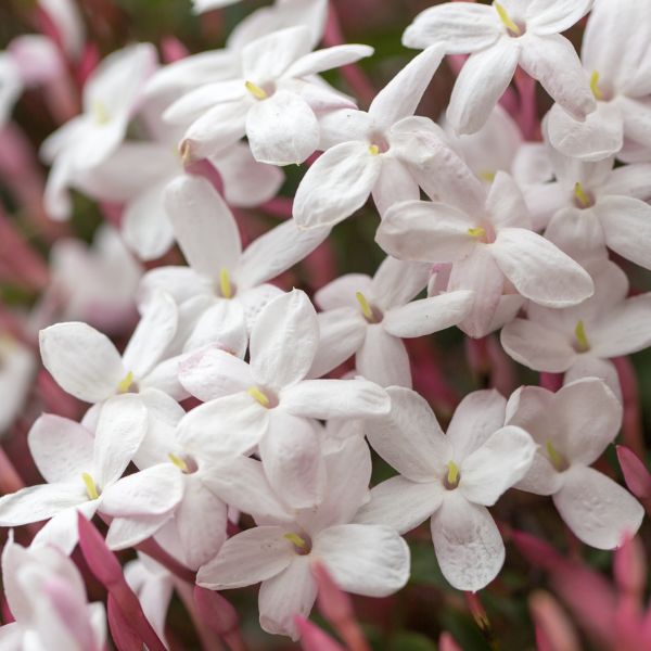 Pink Jasmine