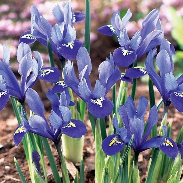 Harmony Dwarf Iris