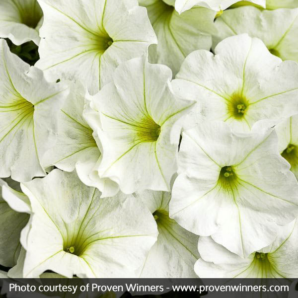 Supertunia&reg; White Petunia