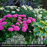 Cityline&reg; Berlin Bigleaf Hydrangea