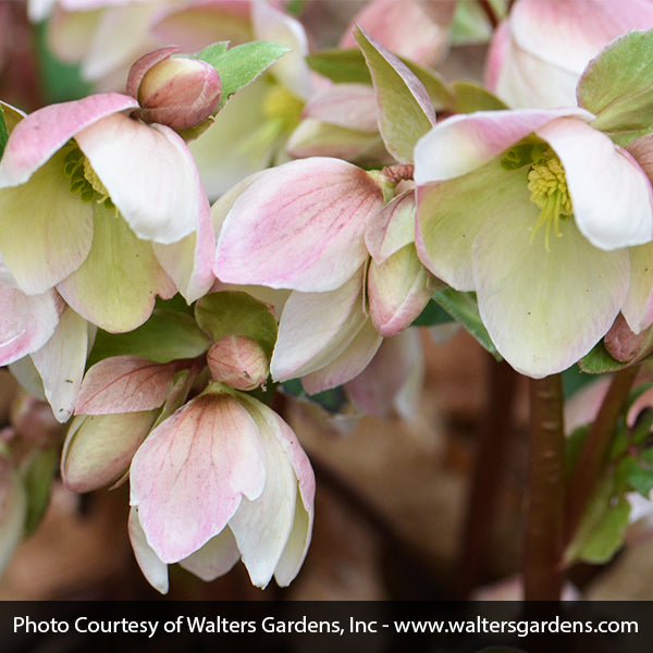 Ivory Prince Lenten Rose