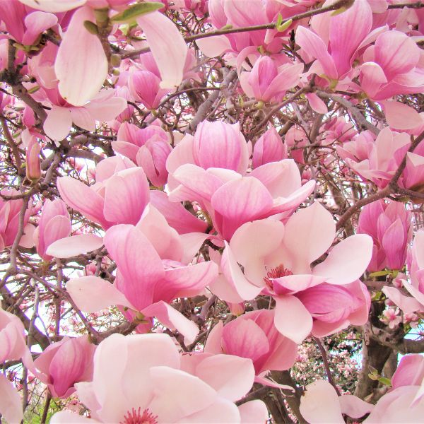 Saucer Magnolia