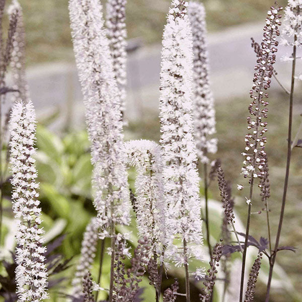 Hillside Black Beauty Bugbane