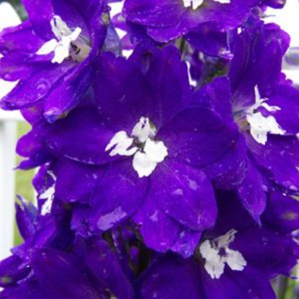 NEW MILLENNIUM&trade; Purple Passion Delphinium