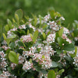 Low Scape Mound&reg; Chokeberry