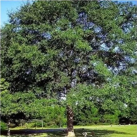 Water Oak Tree