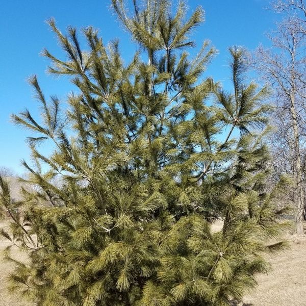 Eastern White Pine Tree