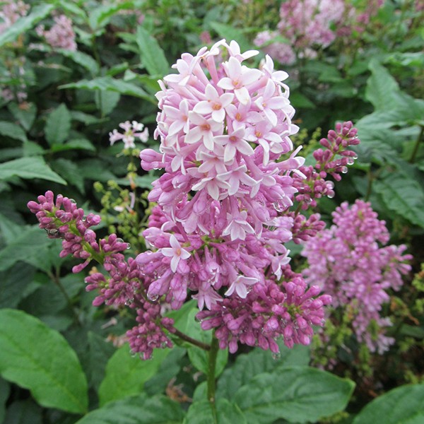 Minuet Lilac