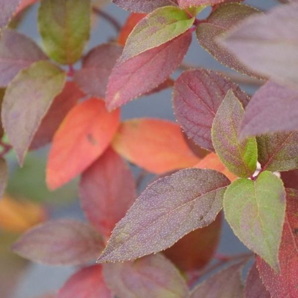 Fire Light Tidbit&reg; Panicle Hydrangea