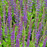 East Friesland Salvia