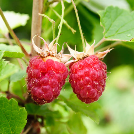 Vintage Raspberry Bushes