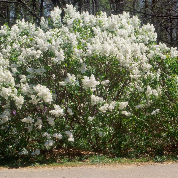 Betsy Ross Lilac