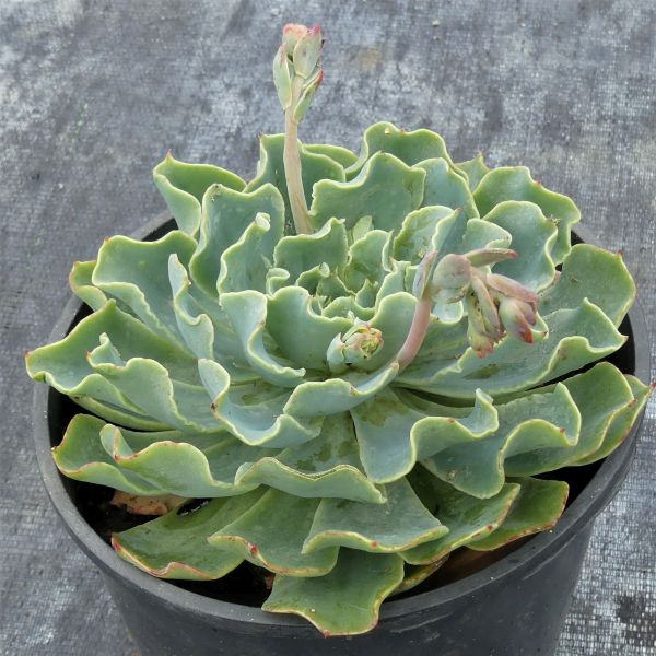 Echeveria Truffles