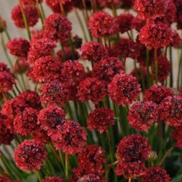 Ballerina Red Sea Thrift