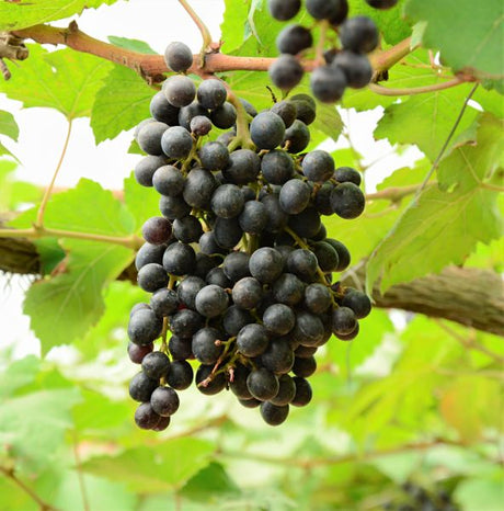 Southland Muscadine Grape Vine