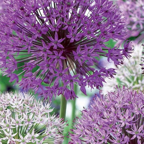 Elegant Allium Blend