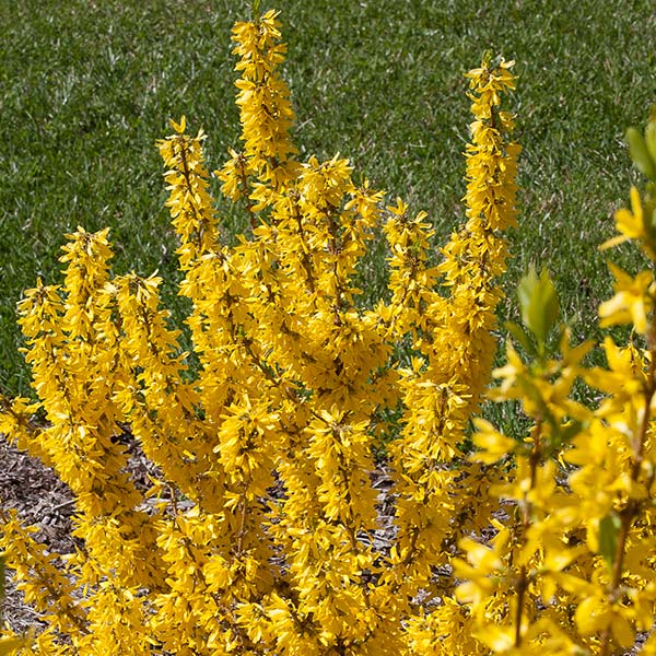 Show Off&reg; Sugar Baby&reg; Forsythia