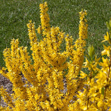 Show Off&reg; Sugar Baby&reg; Forsythia