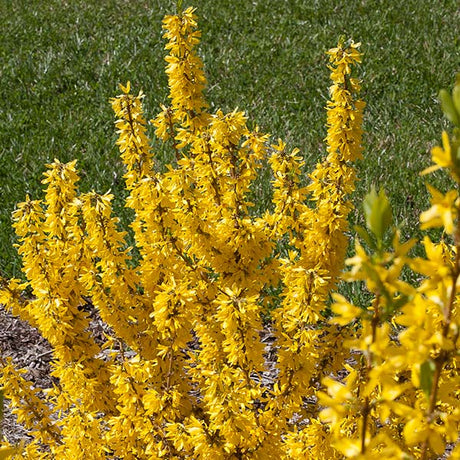 Show Off&reg; Sugar Baby&reg; Forsythia