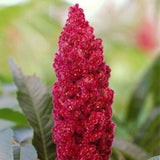 Staghorn Sumac