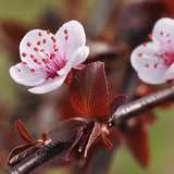 Purple Plunge™ Weeping Flowering Plum