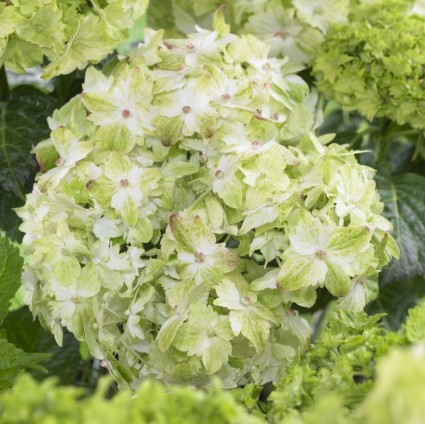 Everlasting&trade; Jade Hydrangea