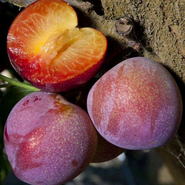 Beauty Plum Tree