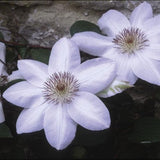 Henryi Clematis