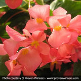 Dragon Wing&reg; Pink Begonia