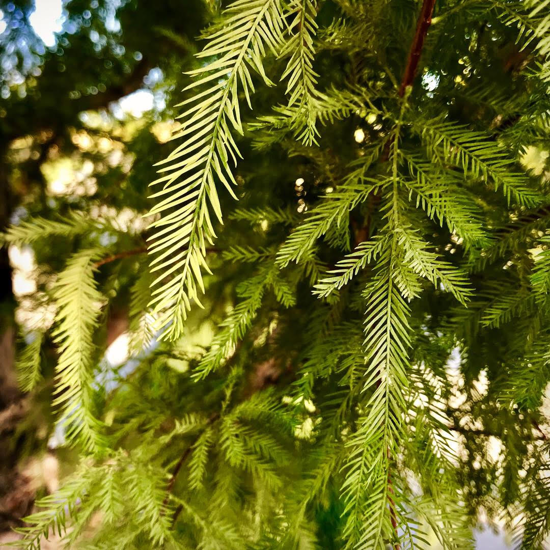 Bald Cypress Tree