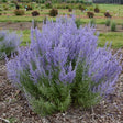 Denim 'n Lace Russian Sage