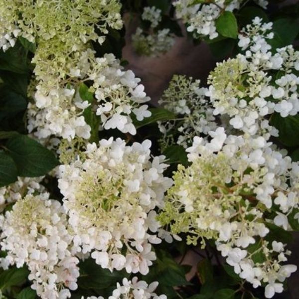 Silver Dollar Panicle Hydrangea