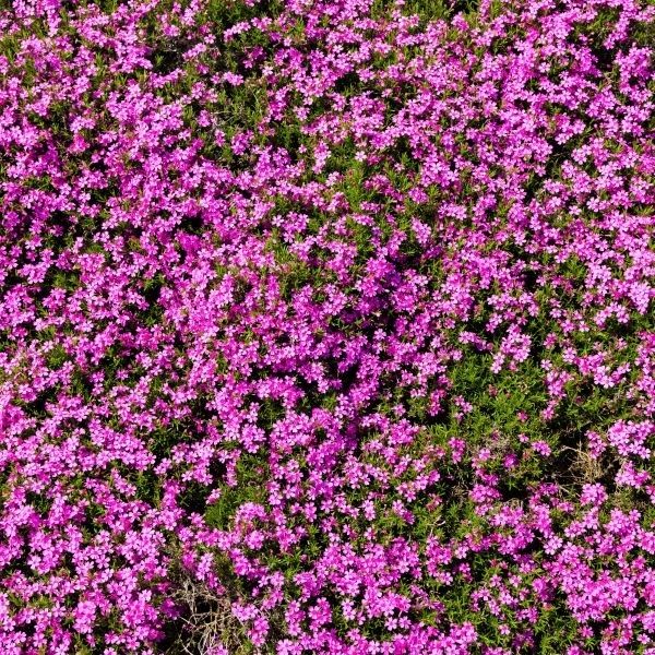 Red Wings Creeping Phlox