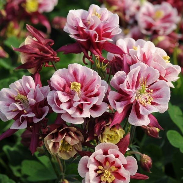 Winky Double Red & White Columbine