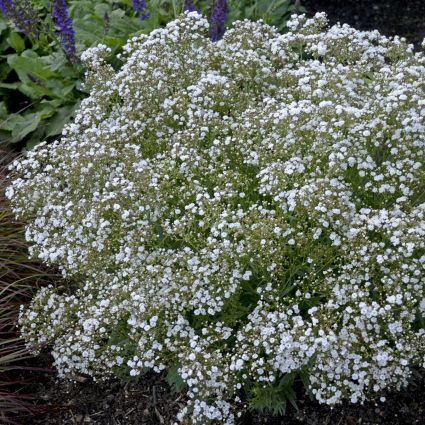 Festival Star Baby's Breath