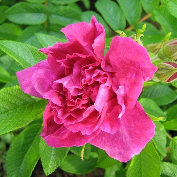 Hansa Hybrid Rugosa Rose