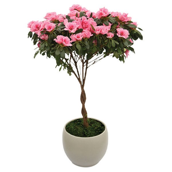 Be Happy Pink Florist Azalea Topiary - Nature Hills Nursery - 6 Inch Container - 