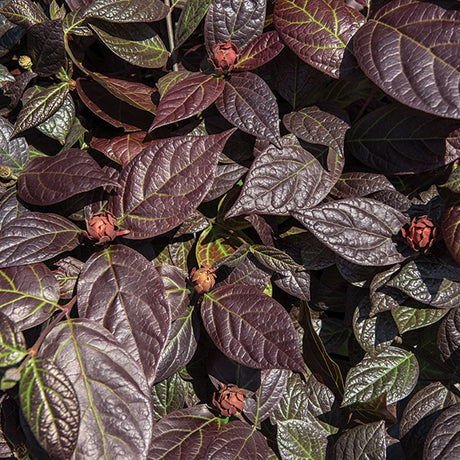 Burgundy Spice Sweetshrub