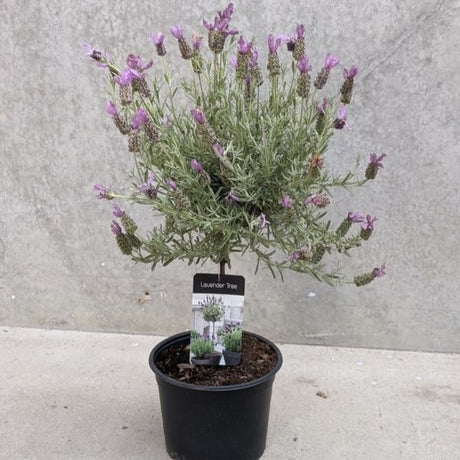 Anouk Spanish Lavender Tree Form