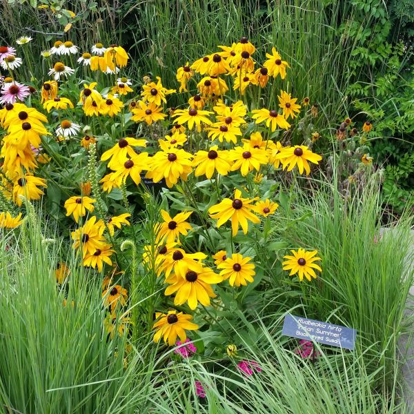 Indian Summer Black-Eyed Susan